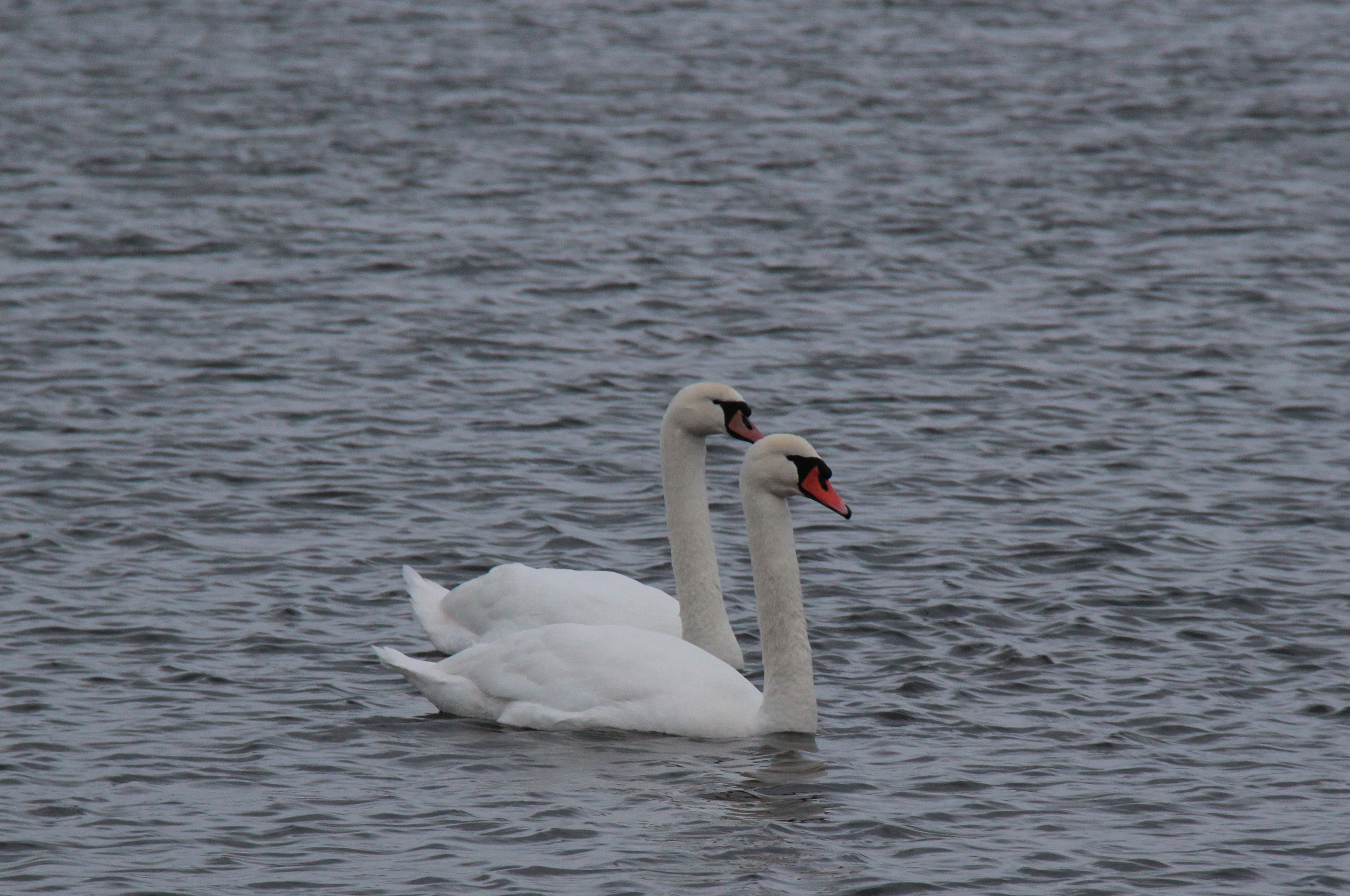 2 svaner Virksund