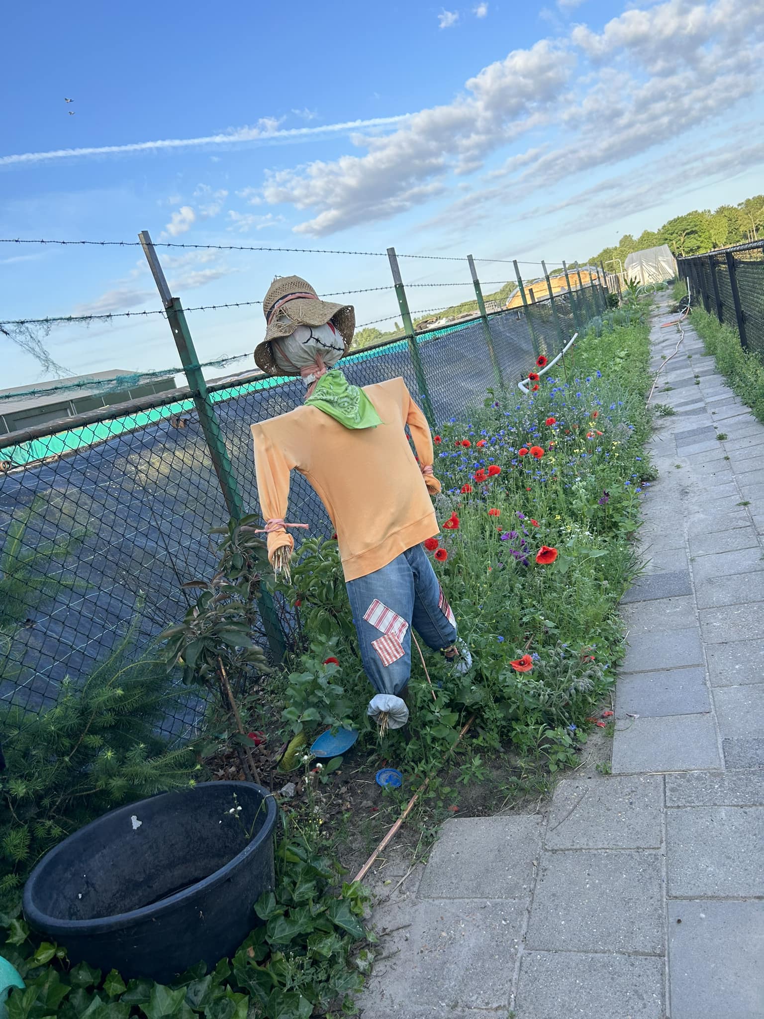 vogel