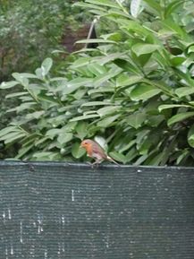 IMG_0042