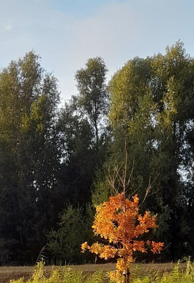 Ziekte kan ook mooi zijn ^^^