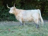 Ealasaid Geal of Ardoran