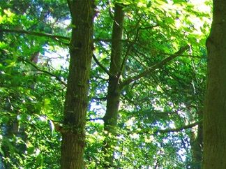 Ferns and trees and yoga - just heaven!