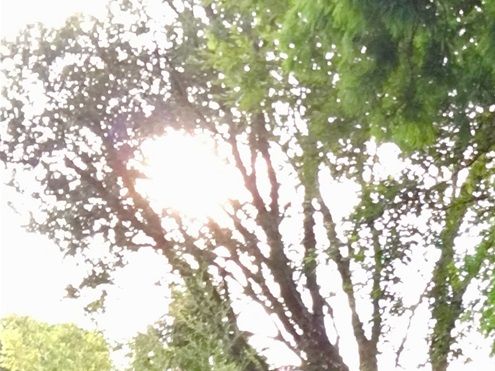 Tree amongst trees