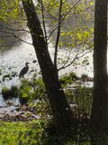 Fiskehejren
