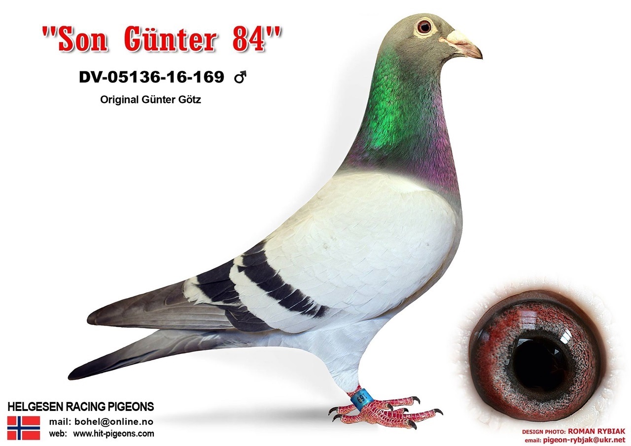『The Pigeon』 Dinosaur has landed: Meet the giant pigeon sculpture sitting