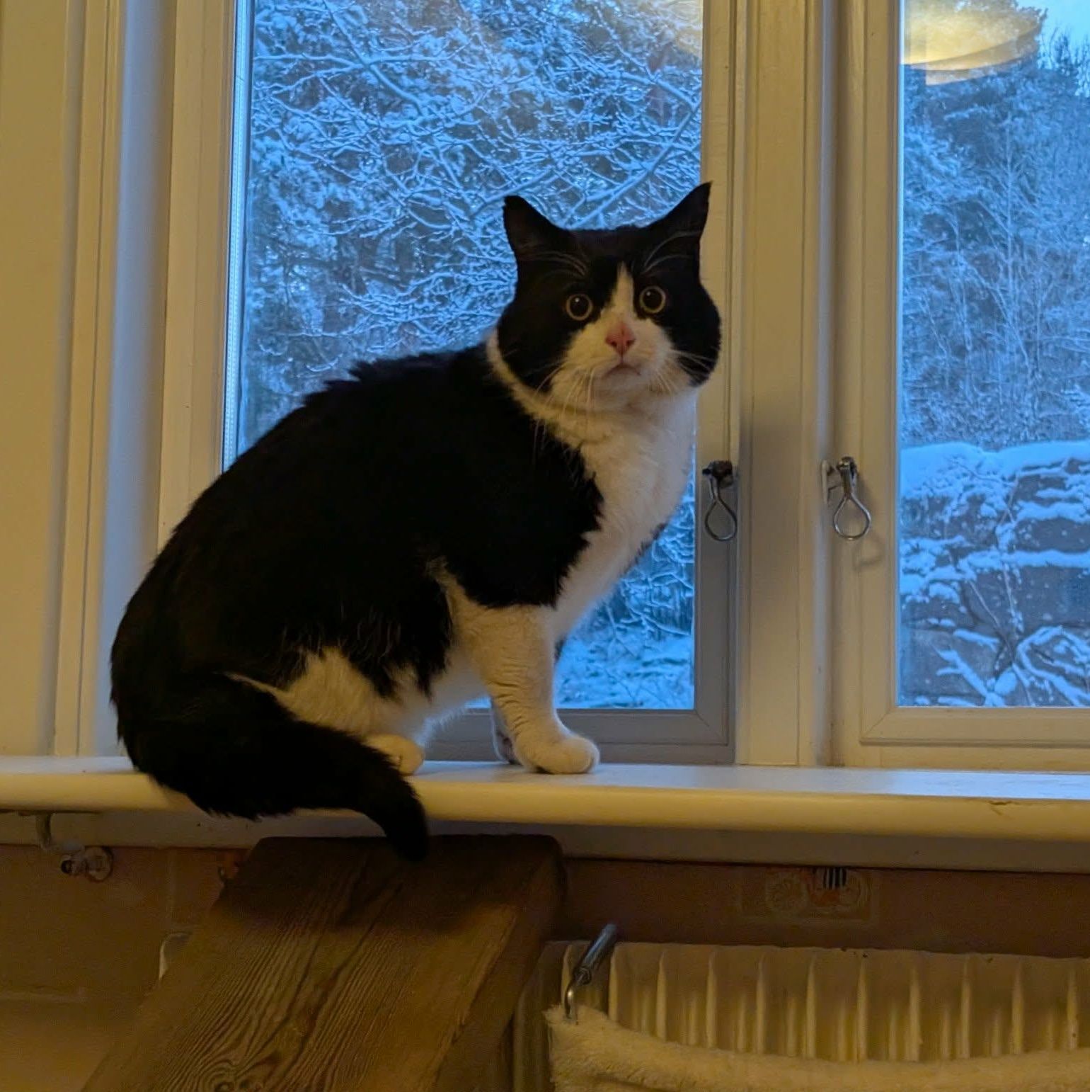 Gulliver 