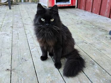 Mokka