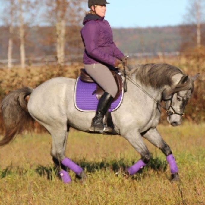 Jag och min alldeles egna Nokota Horse Virvla hösten 2017