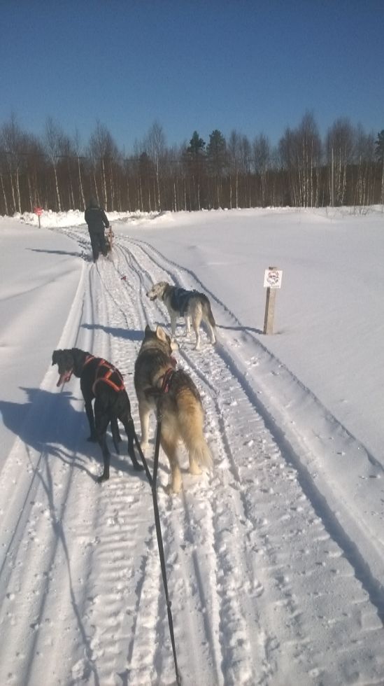På slädtur med alla hundar o Johanna