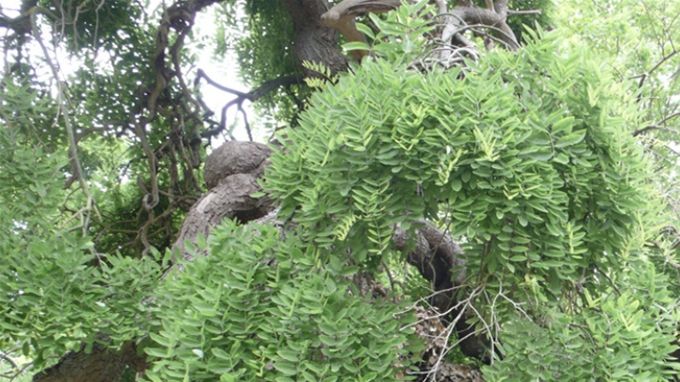 Sophora pleureur greffé sur un acacia, 2015 ©️CPotart