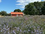 Stora stugan från ängen