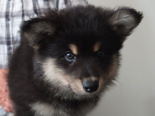 Höjdbackens Cujo