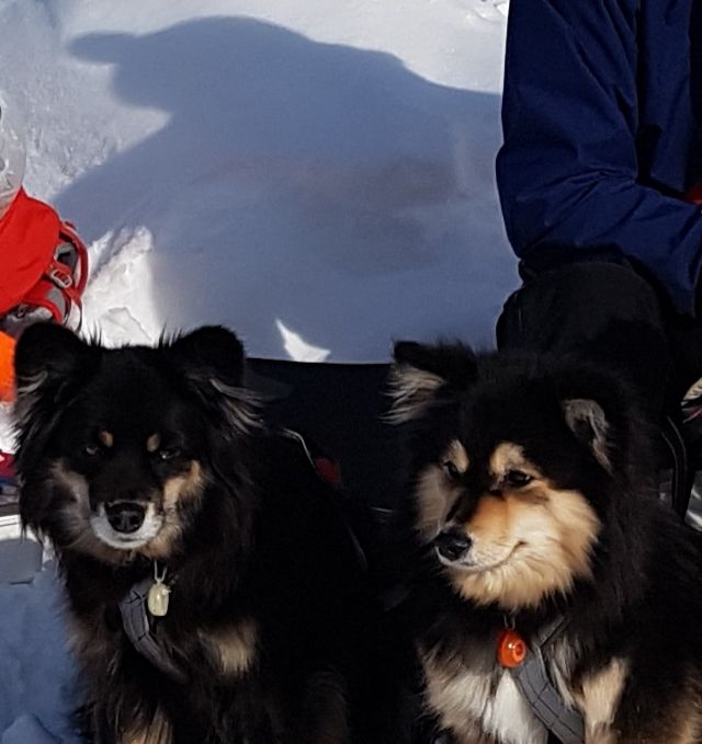 Höjdbackens hundar Milla Leia Risto