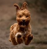 Flying Paco 
