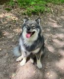 Koda heeft zoveel geleerd bij HUS ga je mee