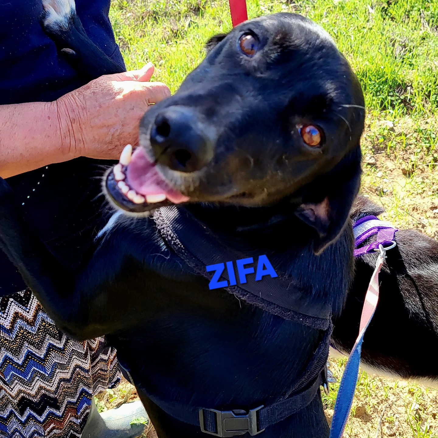 Zifa 1