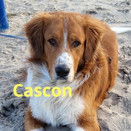cascon01