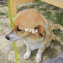 pirga03