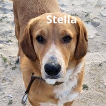 stella02