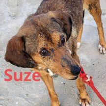 suze01