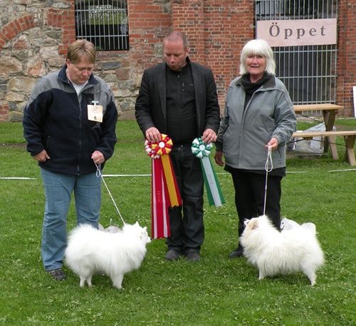 Club Show 2012 i Grafsnäs domare Martin Johansson BIS Such Fjällhundens Eddy äg Kerstin Hanmarqvist (Eddy är efter våran Italienare Qubus DellÀntica Etruria) BIM int nord uch Honey Queen´s Uri ägare Annika Hjälm