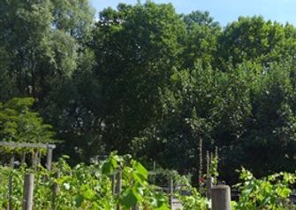Parc de Bercy les Parterres vines and the House of Gardening