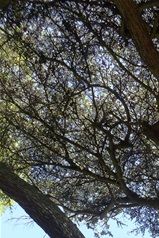 Jardin des Plantes Cèdre du Liban Jussieuu