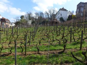 Vines Montmartre