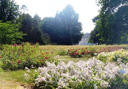 Bagatelle rose garden