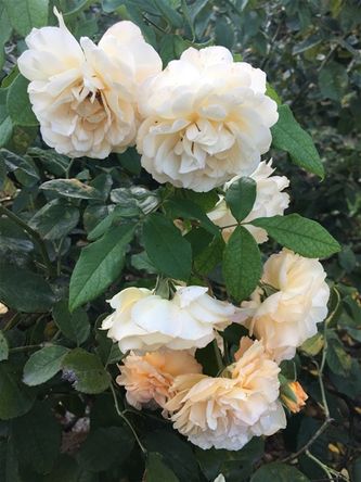 Bagatelle rose