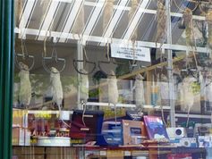 rats vitrine Aurouze rue des Halles