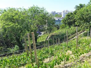 Butte Bergeyre vignes