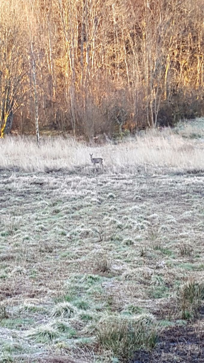 Foto Håkon Repstad sr. - Morgenstund 