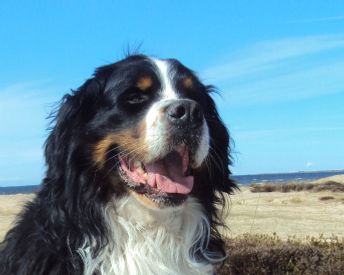 




Bamse nyter vårsola !!