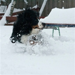 Januar 2011