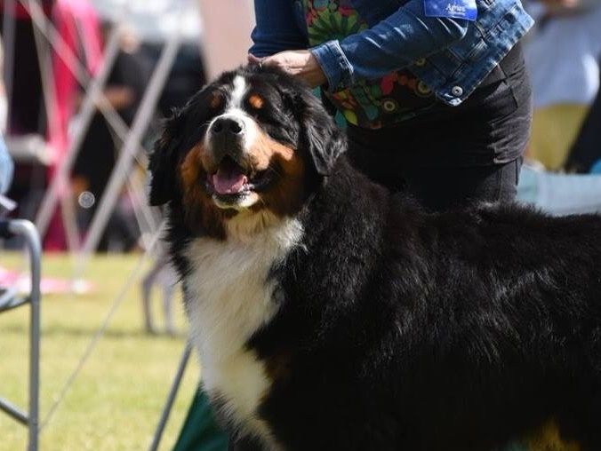 Ozzy ♥️
Foto : Pernilla Svedjeby