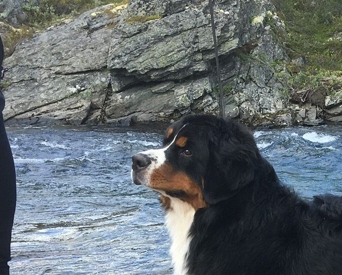 Nilsi 10 mnd
På Dovre-fjell på vei hjem