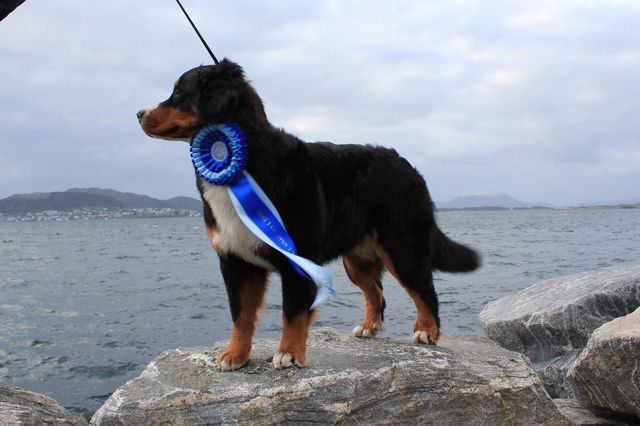 Weera i Ålesund med BIG 2 rosetten 😍