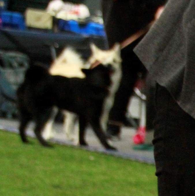 Weera var kjempeflink, og synes nå at utstilling er moro 😊
Foto: Mari-Anne Braaten
