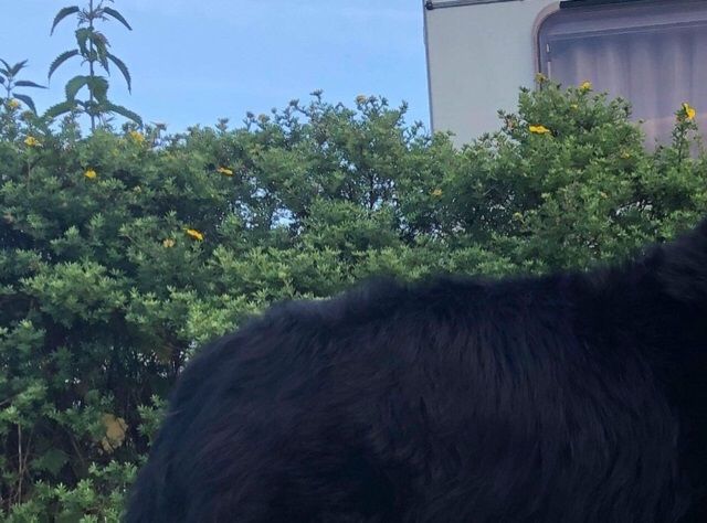 Qurt ny Dansk og Nordisk Champion, 7 år gammel, Vejen 2019