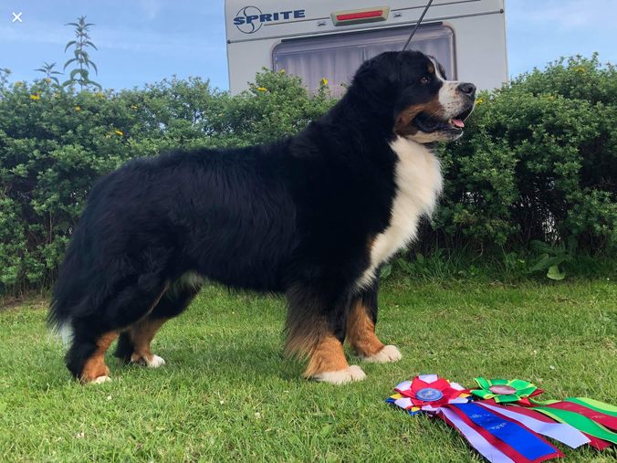 Qurt, ny Dansk og dermed også Nordisk Champion 🍾🥂🤩