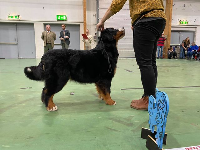Weera tar sitt første CERT, akkurat fylt 18 mnd ❤️
Foto: Mariell Nordli Kristiansen