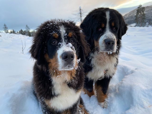Prim og Qurt på trugetur januar 21