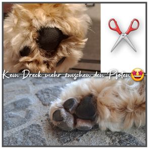 Max Labradoodle Pfoten