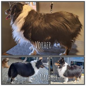 Sheltie Jessi gebürstet