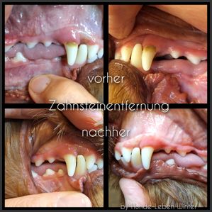 Zahnstein Lulu