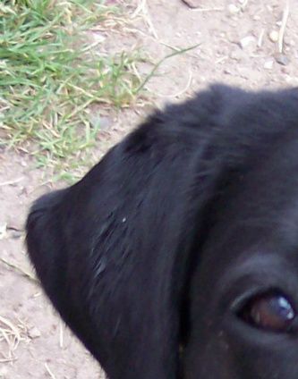 Bella 2004