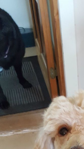 Her ses den hund som skulle have flest gener tilfælles med ulven iflg.internettet ! Storpudlen Klara i køkkenet