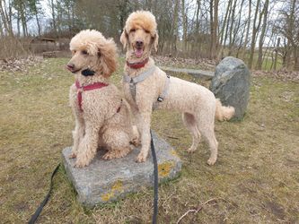 Klara & Ginger hopper på eget initiativ op på næsten alt i landskabet, dels er udsigten god, dels er belønningen i form af kærlig stemmeføring og supergodbidder også til at leve med.