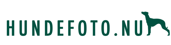 Hundefotograf - kæledyrsfotograf